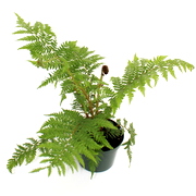 Australian Tree Fern